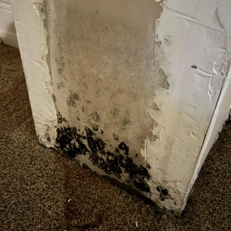 Professional Mold Removal in De Witt, IA